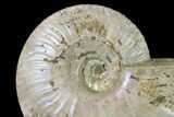Silver Iridescent Ammonite (Cleoniceras) Fossil - Madagascar #137392-2